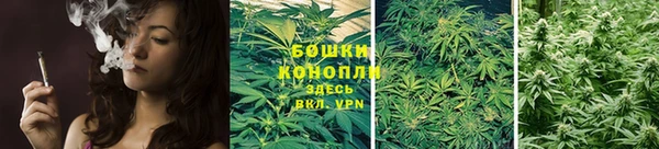 прущие грибы Вязьма